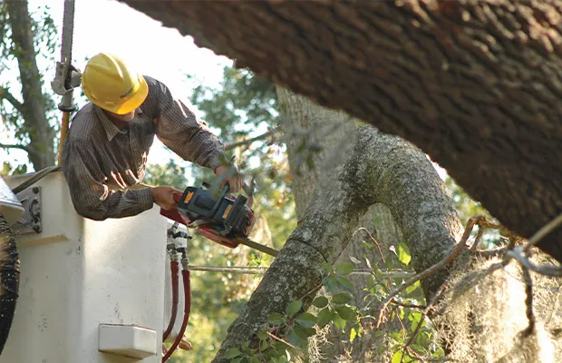 Tree & Vegetation Management