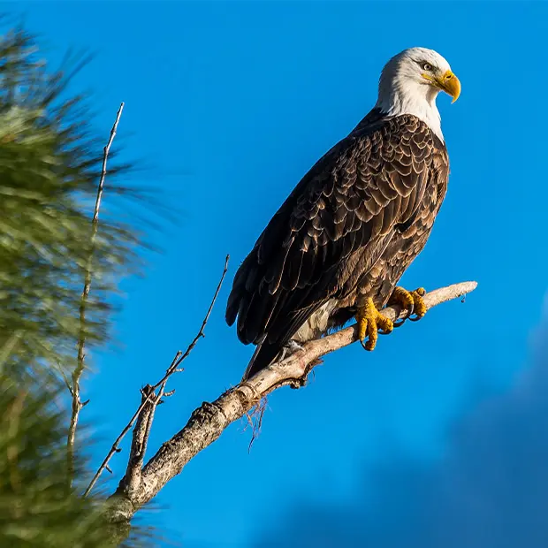 Eagle perched on a branch