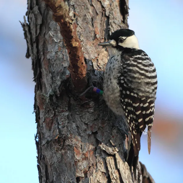 Red-cockaded Woodpecker