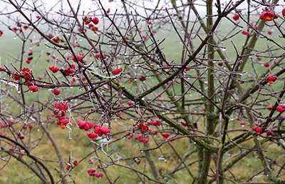 A berry tree with ice on the branches, showing the effects of cold weather.
